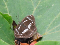 Limenitis helmanni