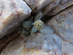 Crassula namaquensis
