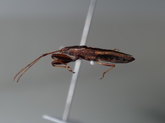 Pachygronthidae