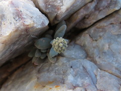 Crassula namaquensis