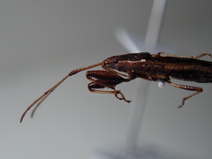 Pachygronthidae