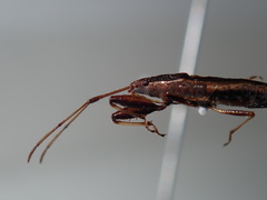 Pachygronthidae