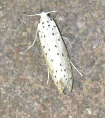 Yponomeuta padella