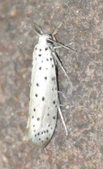 Yponomeuta padella