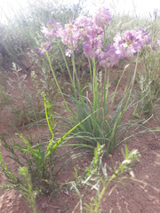 Allium mongolicum