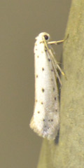 Yponomeuta padella