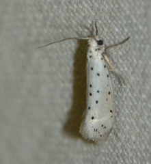 Yponomeuta padella