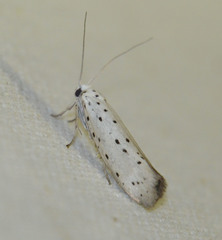 Yponomeuta padella