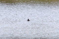 Poliocephalus poliocephalus