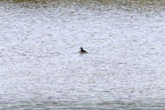 Poliocephalus poliocephalus