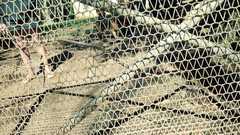 Thelotornis capensis