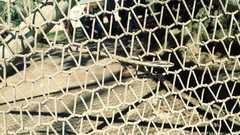 Thelotornis capensis