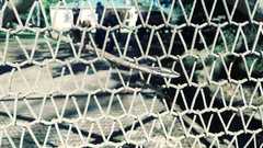 Thelotornis capensis