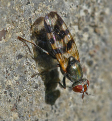 Ceroxys urticae