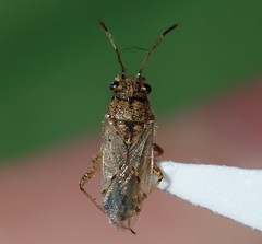 Nysius vinitor