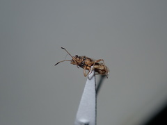 Nysius vinitor