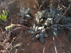 Crassula namaquensis