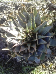 Aloe pratensis