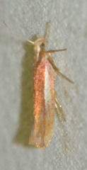 Ypsolopha parenthesella