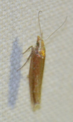 Ypsolopha parenthesella