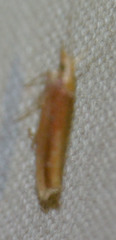 Ypsolopha parenthesella