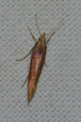 Ypsolopha parenthesella