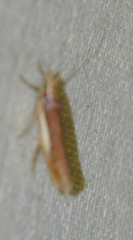Ypsolopha parenthesella