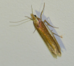 Ypsolopha parenthesella