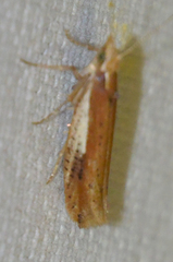 Ypsolopha parenthesella