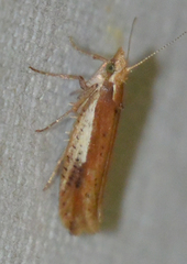 Ypsolopha parenthesella