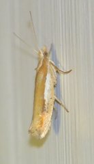 Ypsolopha parenthesella