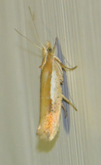 Ypsolopha parenthesella