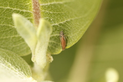 Graphocephala uhleri