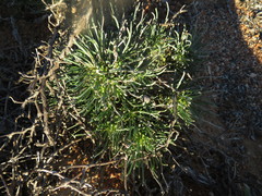 Euphorbia pentops