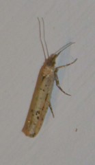 Ypsolopha ustella