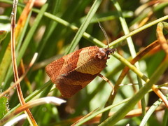 Philedone gerningana