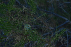 Peucephyllum schottii