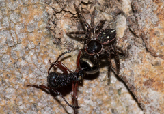 Tharpyna campestrata