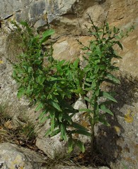 Lithospermum officinale