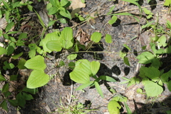 Smilax ecirrhata