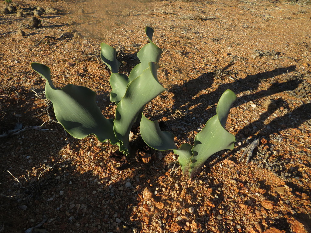 Haemanthus namaquensis, Namakwa, ZA-NC, ZA