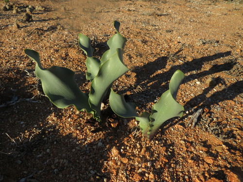 Sinuous Bloodlily (Haemanthus namaquensis)