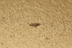 Alucita montana
