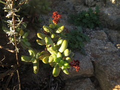 Crassula brevifolia