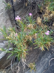 Dianthus rupicola