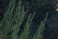 Peucephyllum schottii