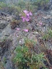 Dianthus rupicola