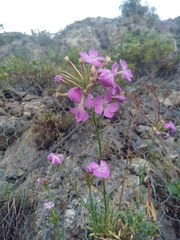 Dianthus rupicola