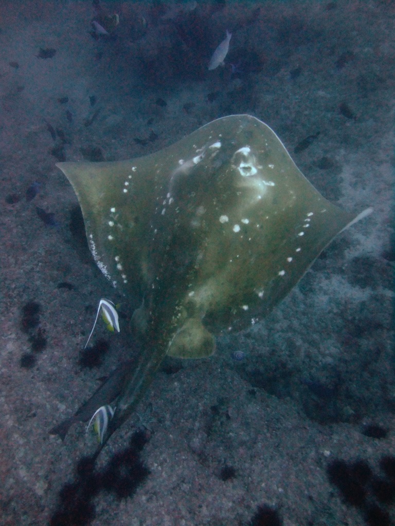 Smalleye Stingray