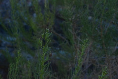 Peucephyllum schottii